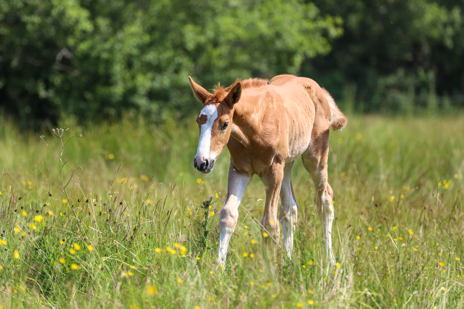 Genesis Horse Breeding - Jeremie Rolland