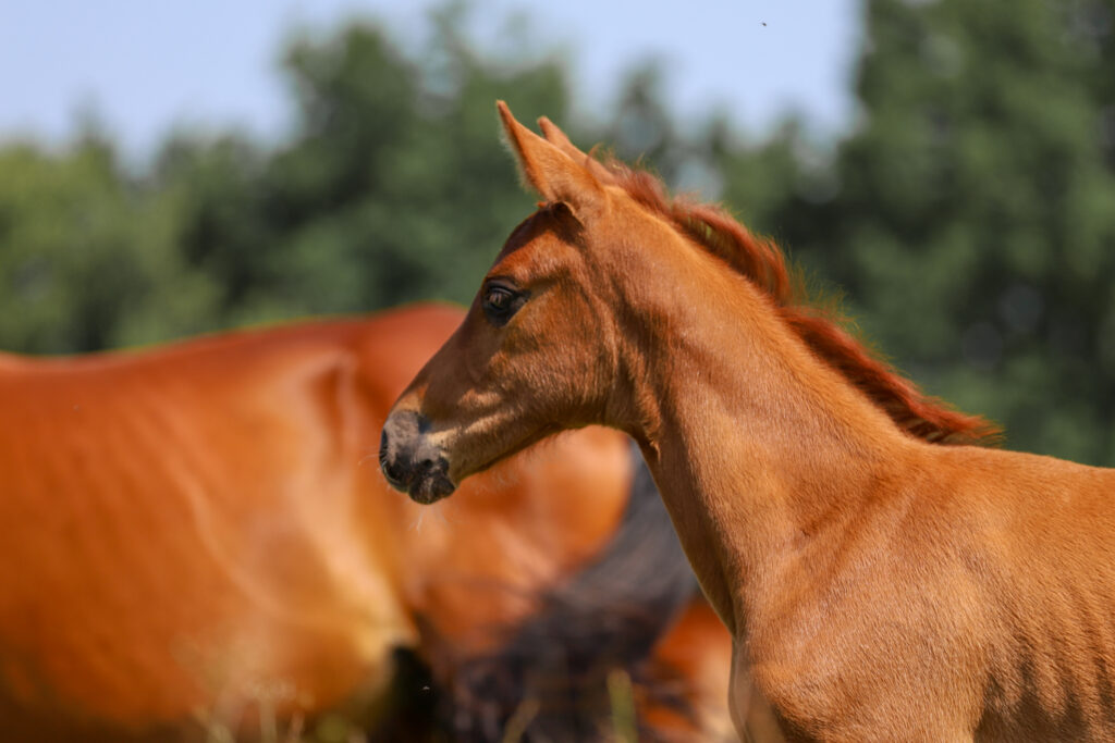 Genesis Horse Breeding - Jeremie Rolland