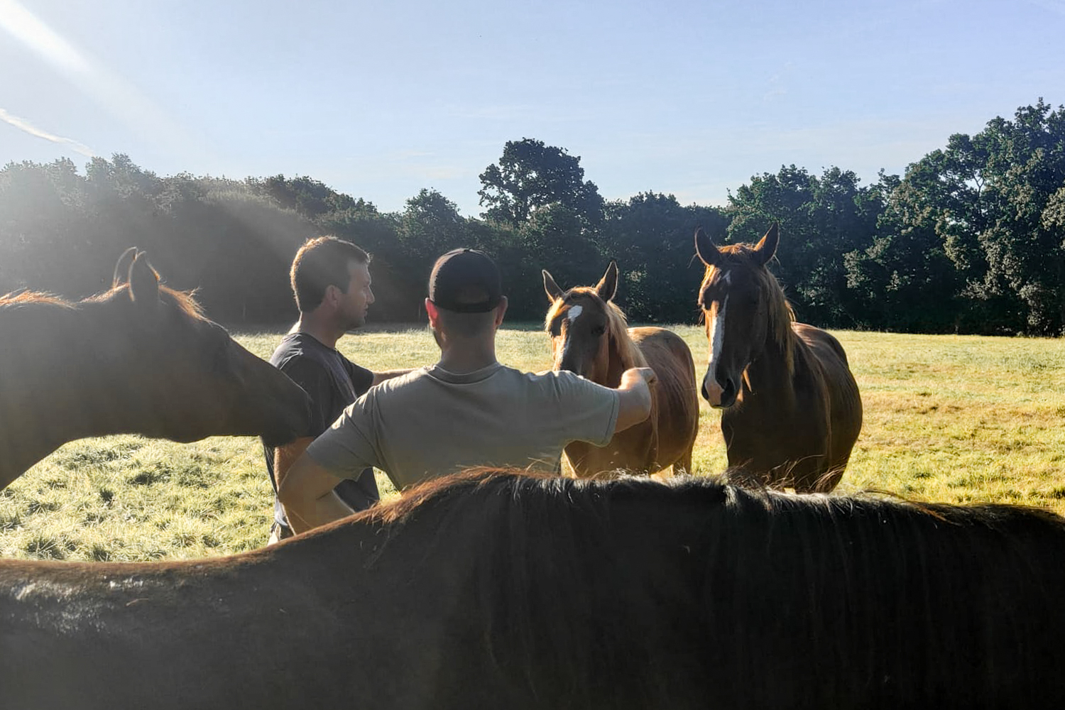 Breeding program Genesis Horse Breeding Breeding program Genesis Horse Breeding
