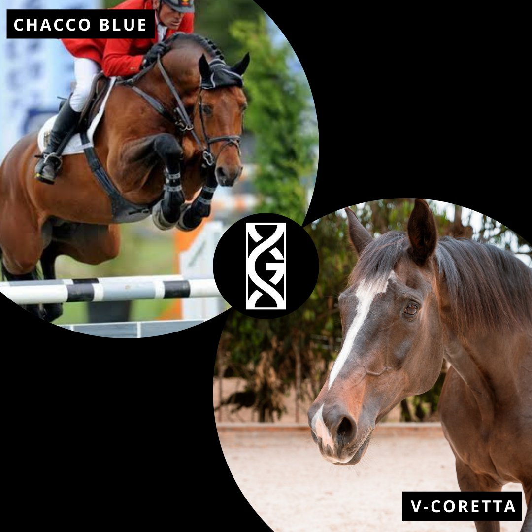 Horses embryos for sale Implanted embryos Genesis Horse Breeding