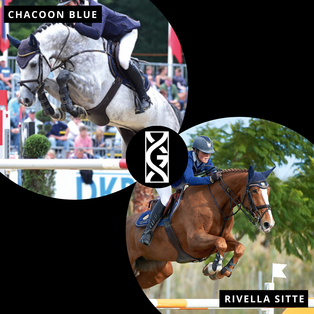 Horses embryos for sale Implanted embryos Genesis Horse Breeding